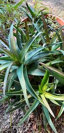 agave