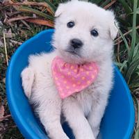 Barbie cucciola tg medio contenuta in adozione