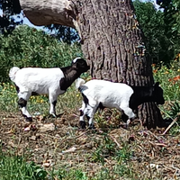 Pecore maschi