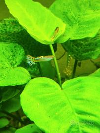 Guppy e Ancistrus
