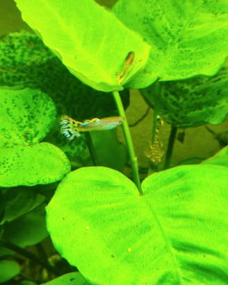 Guppy e Ancistrus