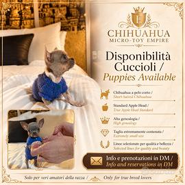 Chihuahua Micro-Toy Apple head