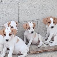 Segugi dell'istria, cani da caccia per cinghiale