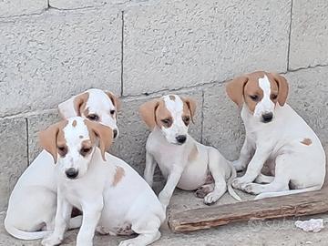 Segugi dell'istria, cani da caccia per cinghiale