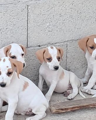 Segugi dell'istria, cani da caccia per cinghiale
