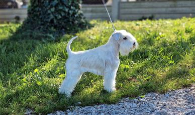 Schnauzer nano