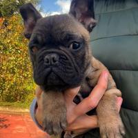 Cucciolo bulldog francese