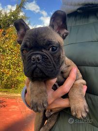 Cucciolo bulldog francese