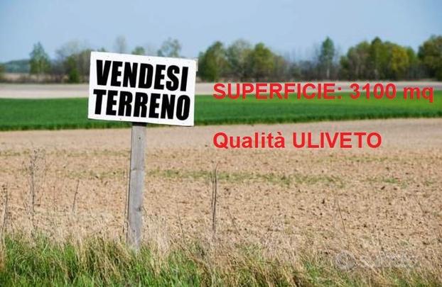 Terreno qualità ULIVETO a Limatola (BN)