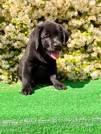 Labrador pedigree