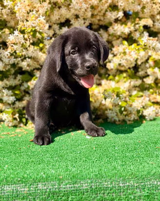 Labrador pedigree