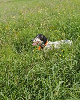 Setter da caccia