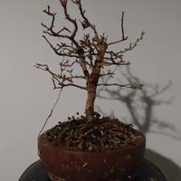 melograno bonsai