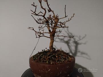 melograno bonsai