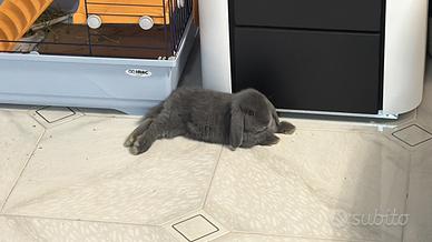 Coniglietto nano, ariete, blu di vienna