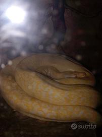 Pitone moluro albino