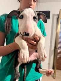 Cucciolo maschio bull terrier standard