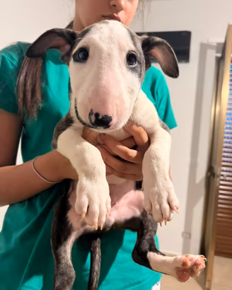 Cucciolo maschio bull terrier standard