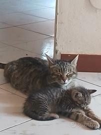 Gattini bengalese