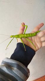 Diapherodes gigantea