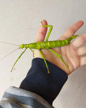 Diapherodes gigantea