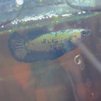 Betta PK black dragon per samurai