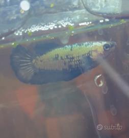 Betta PK black dragon per samurai