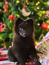 Cucciola Spitz volpino femmina