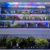 acquario espositore di piante acquatiche 