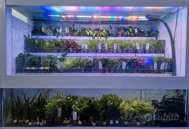 acquario espositore di piante acquatiche 