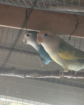 Inseparabili coppie