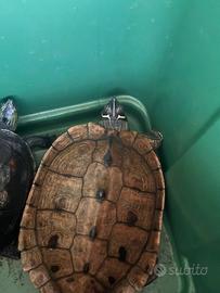 Graptemys e mauremys sinensis tartarughe acqua
