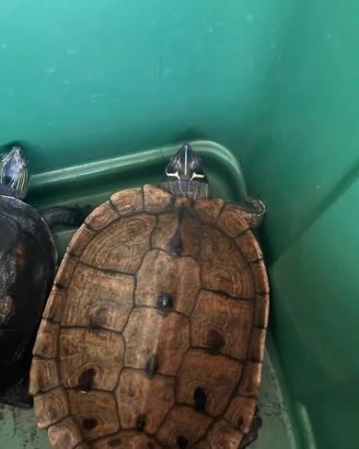 Graptemys e mauremys sinensis tartarughe acqua
