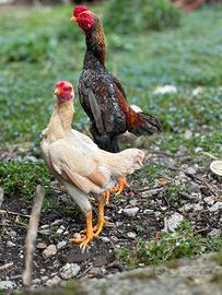 Galline KO shamo