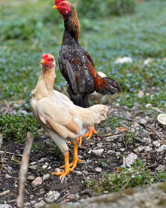 Galline KO shamo