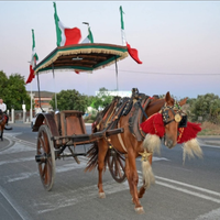 Cavalla per carrozza