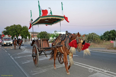 Cavalla per carrozza