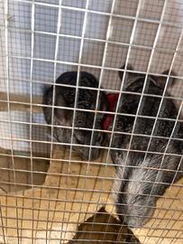 Coppia di cincilla con un cucciolo