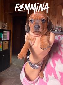 Cuccioli di bassotto nano a pelo corto