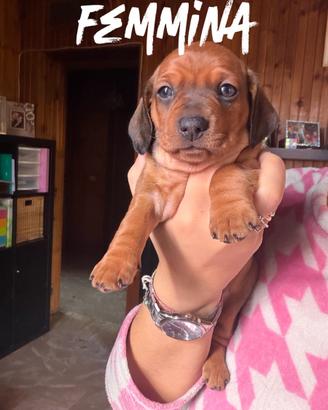 Cuccioli di bassotto nano a pelo corto