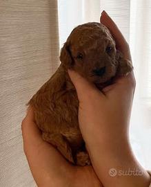 ultimo cucciolo barboncino toy