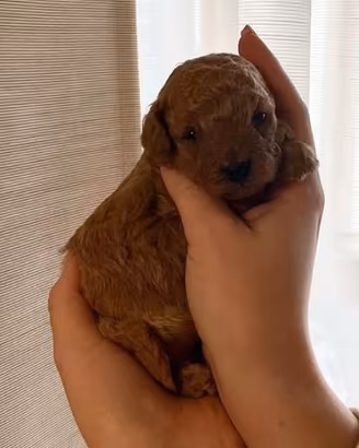 ultimo cucciolo barboncino toy