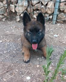 Disponibili cuccioli di pastore belga malinois