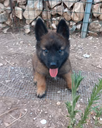 Disponibili cuccioli di pastore belga malinois