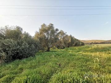 Alghero AMPIO TERRENO AGRICOLO