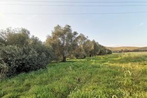 Alghero AMPIO TERRENO AGRICOLO