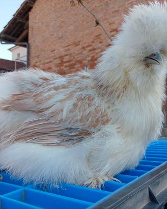 Galline ornamentali