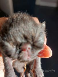 Gattine Persiane