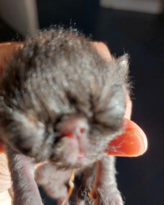 Gattine Persiane