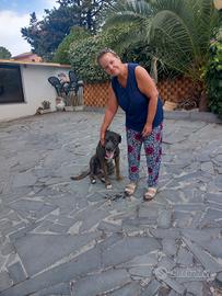 Cani maschio e femmina